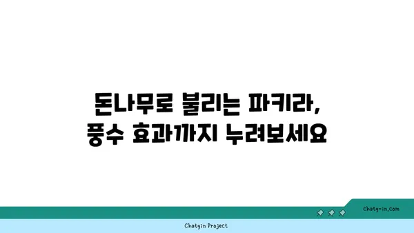 파키라 화분으로 여의도 오피스 데코레이션