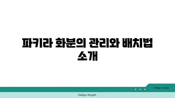 여의도 사무실 꾸미기: 파키라 화분과 승진 축하의 아름다움
