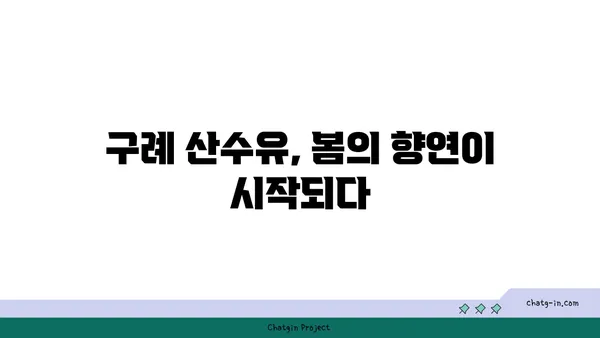 구례 산수유 축제: 꽃구경과 산책의 즐거움