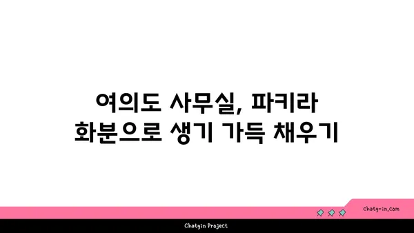 여의도 사무실 꾸미기: 파키라 화분과 승진 축하의 아름다움